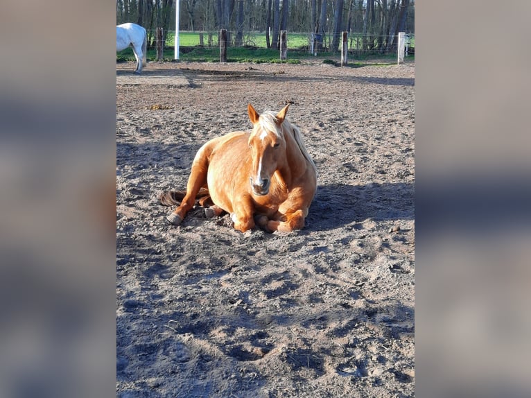 American Quarter Horse Mare 15 years 14,2 hh Palomino in Sch&#xF6;nwalde