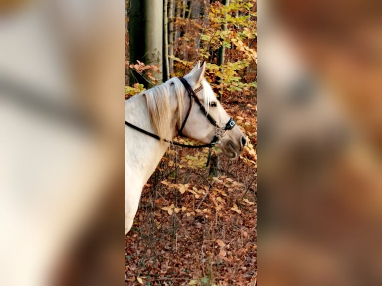 American Quarter Horse Mare 15 years 14,2 hh Palomino in Landolfshausen