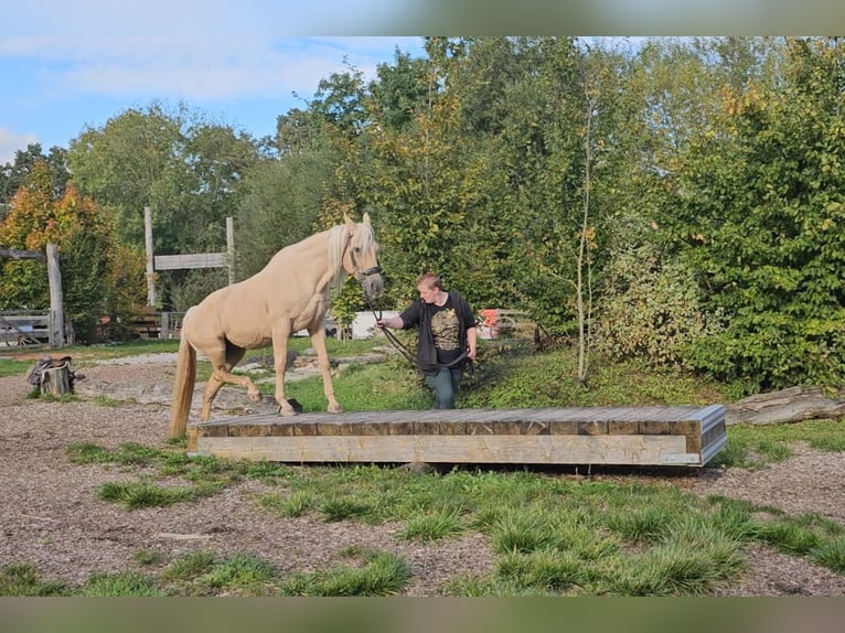 American Quarter Horse Mare 15 years 14,2 hh Palomino in Landolfshausen