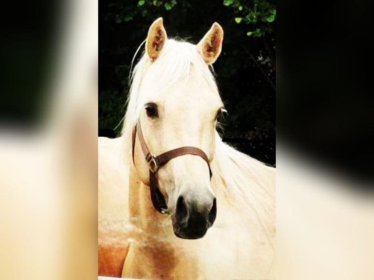 American Quarter Horse Mare 15 years 14,2 hh Palomino in Landolfshausen