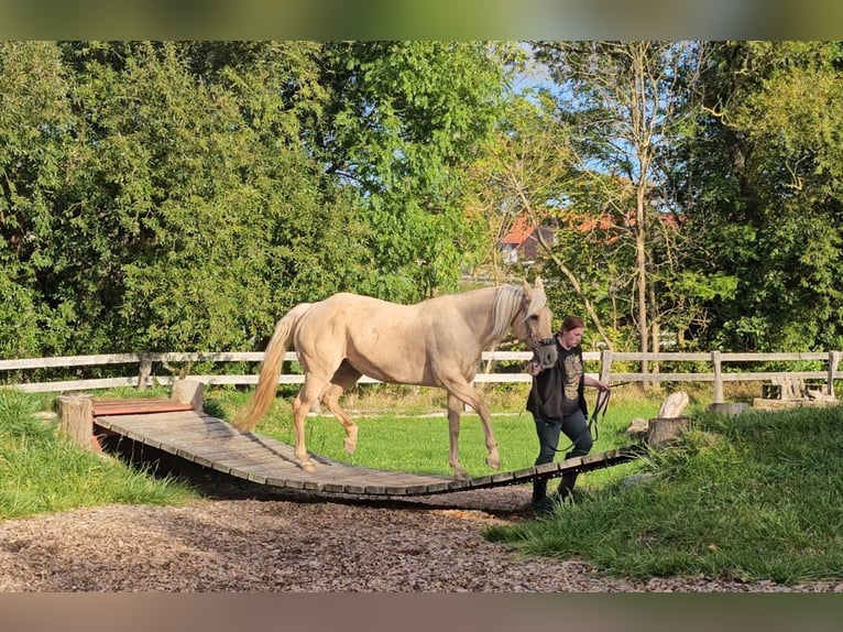 American Quarter Horse Mare 15 years 14,2 hh Palomino in Landolfshausen