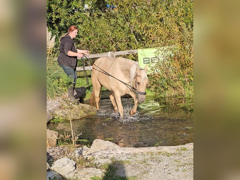 American Quarter Horse Mare 15 years 14,2 hh Palomino in Landolfshausen