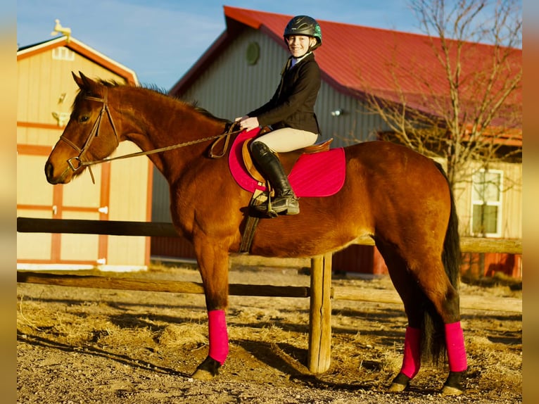 American Quarter Horse Mare 15 years 14,3 hh Bay in Fort Collins
