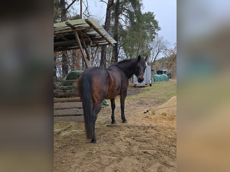 American Quarter Horse Mare 15 years 14,3 hh Brown in Seevetal