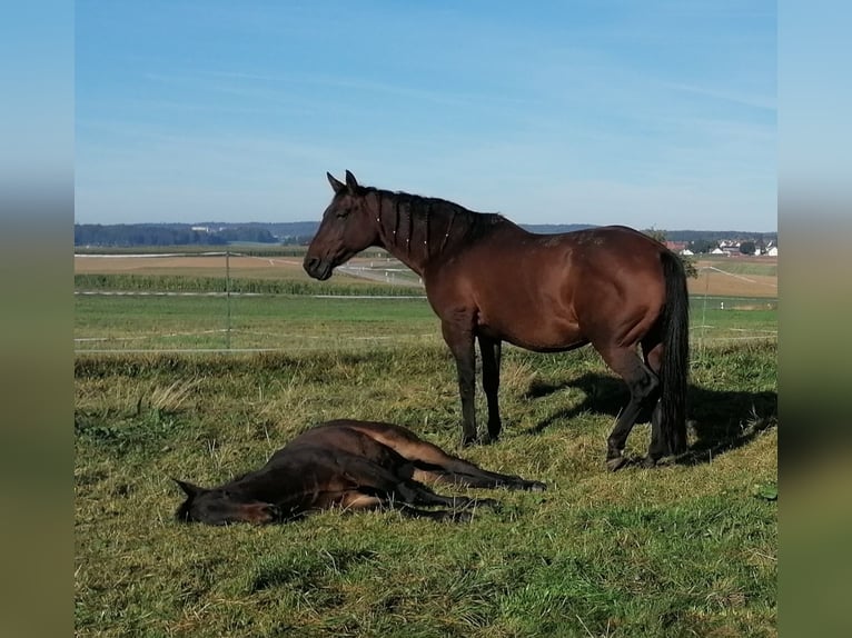 American Quarter Horse Mare 15 years 15,1 hh Brown in Pfronstetten