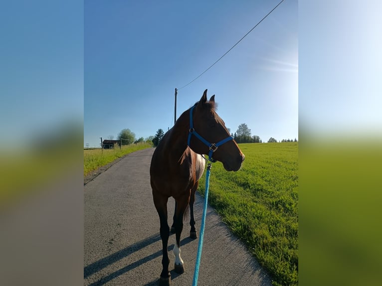 American Quarter Horse Mare 15 years 15.1 hh Brown in Peiting