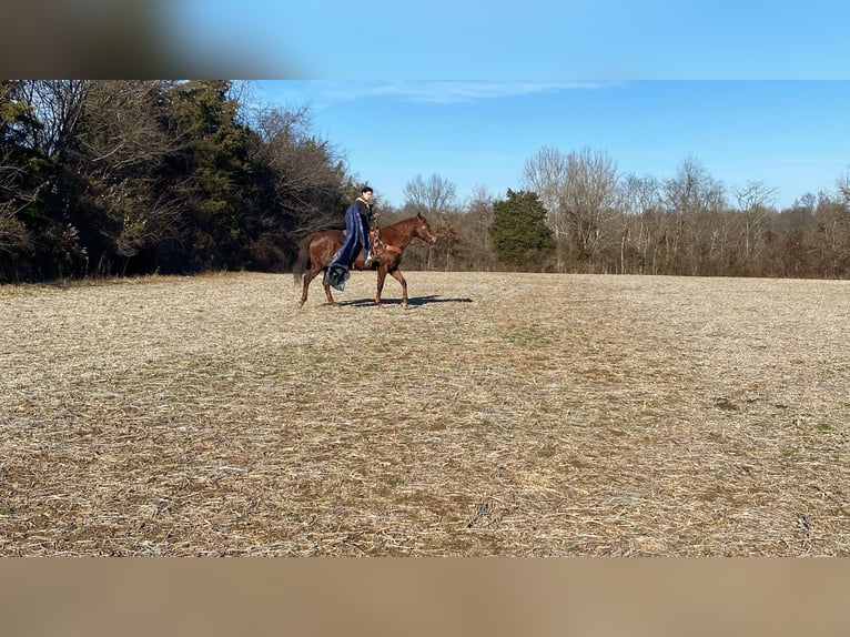 American Quarter Horse Mare 15 years 15,1 hh Chestnut in Moscow OH