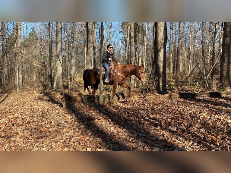 American Quarter Horse Mare 15 years 15,1 hh Chestnut in Moscow OH