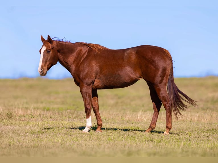 American Quarter Horse Mare 15 years 15,2 hh Sorrel in Weatherford TX