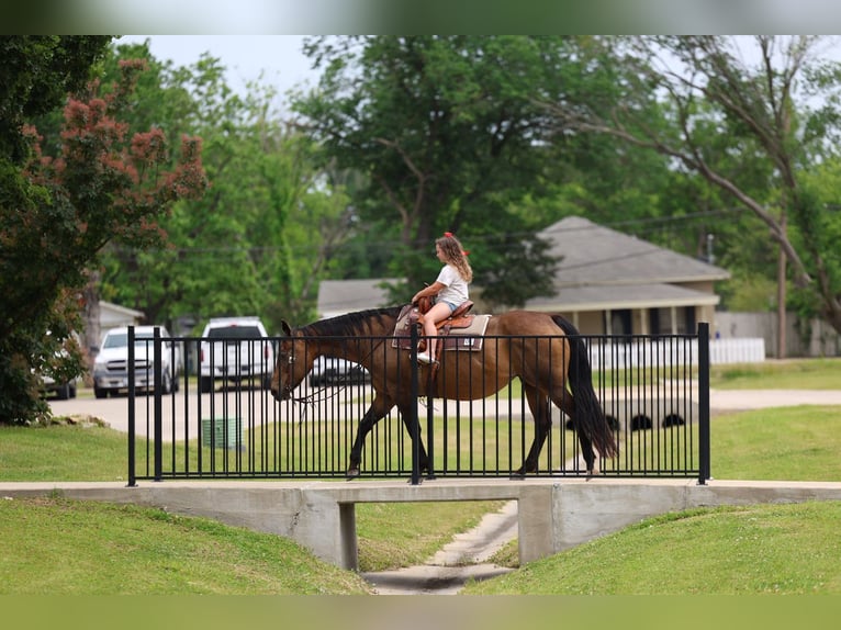 American Quarter Horse Mare 15 years 15 hh Bay in Forney