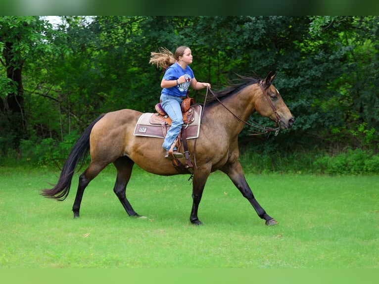 American Quarter Horse Mare 15 years 15 hh Bay in Forney