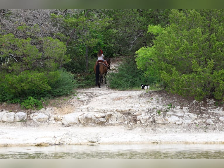 American Quarter Horse Mare 15 years 15 hh Bay in Forney