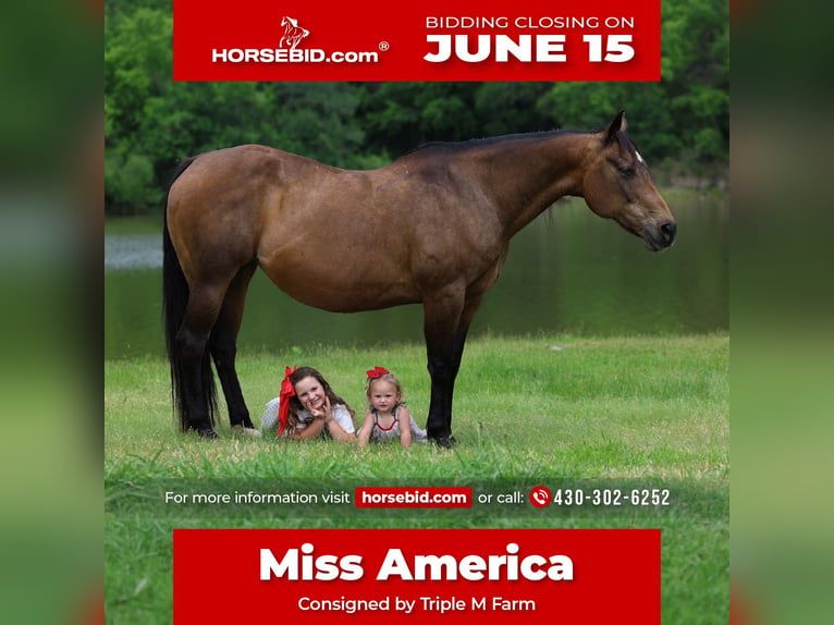 American Quarter Horse Mare 15 years 15 hh Bay in Forney