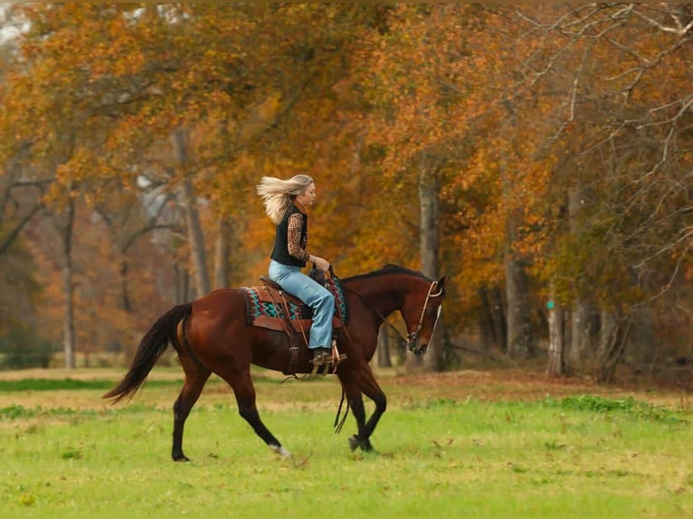 American Quarter Horse Mare 15 years 15 hh Bay in Quitman