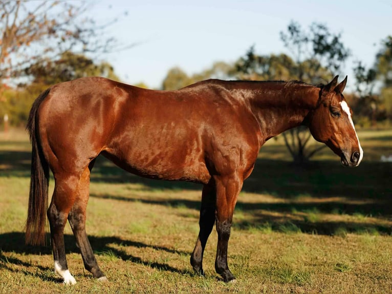 American Quarter Horse Mare 15 years 15 hh Bay in Quitman