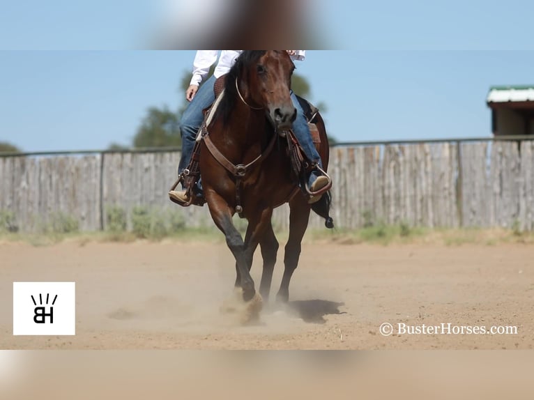 American Quarter Horse Mare 15 years 15 hh Bay in weatherford tx