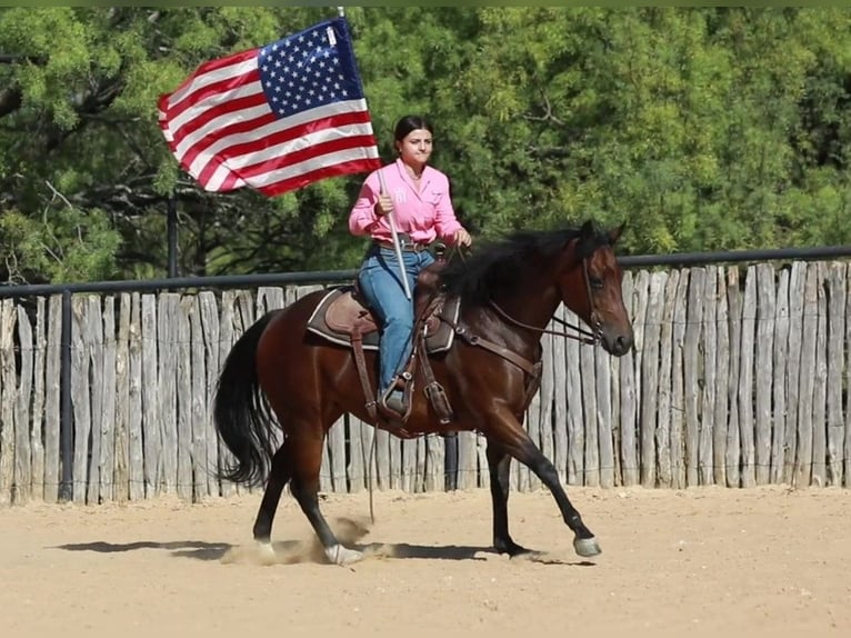 American Quarter Horse Mare 15 years 15 hh Bay in weatherford tx