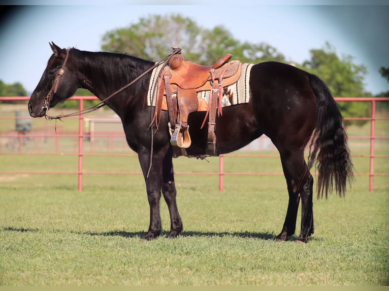 American Quarter Horse Mare 15 years 15 hh Black in Grand Saline