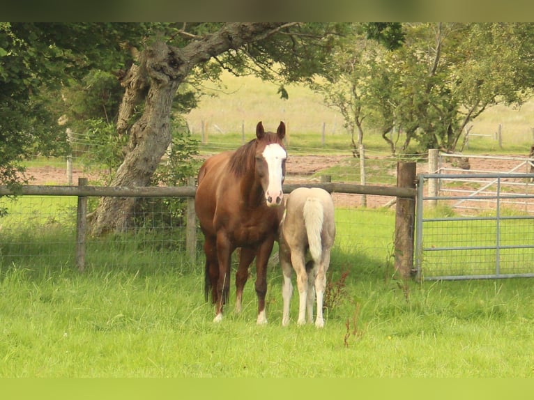 American Quarter Horse Mare 15 years 15 hh Chestnut in Brecon
