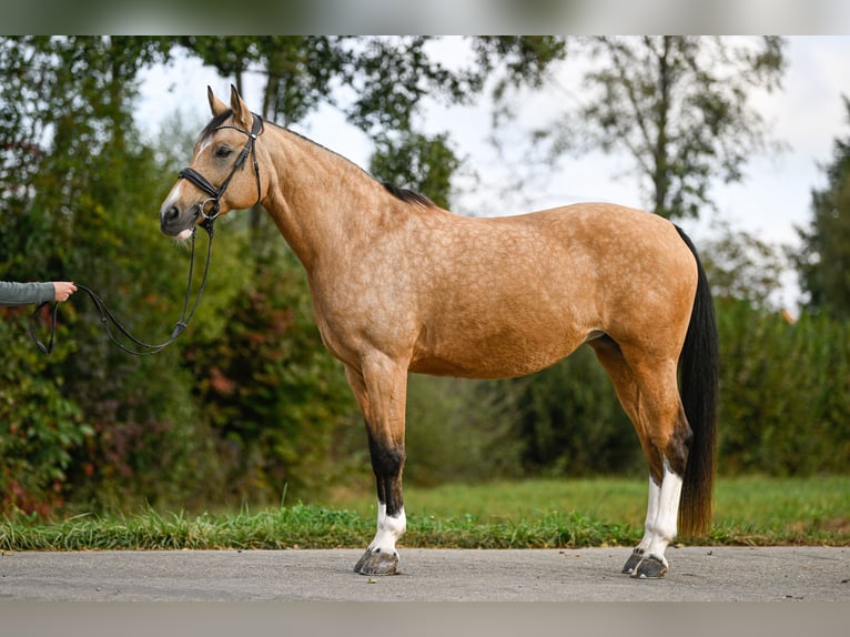 American Quarter Horse Mix Mare 15 years 15 hh Dun in Zwillikon