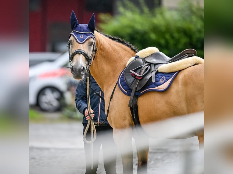 American Quarter Horse Mix Mare 15 years 15 hh Dun in Zwillikon