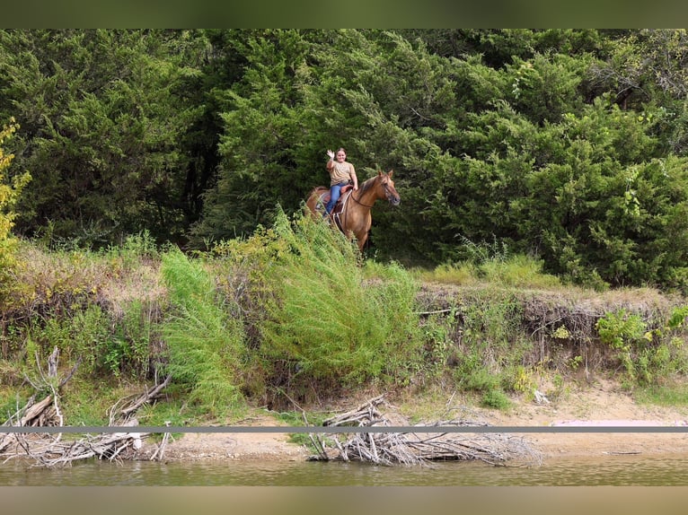 American Quarter Horse Mare 15 years 15 hh Dun in Terrell