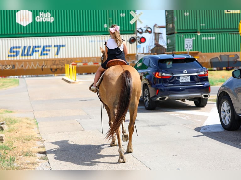 American Quarter Horse Mare 15 years 15 hh Dun in Terrell