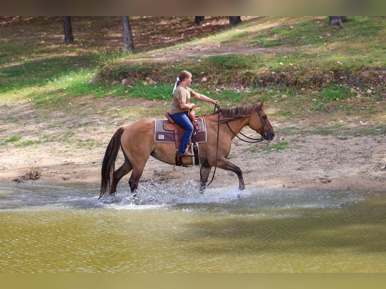 American Quarter Horse Mare 15 years 15 hh Dun in Terrell