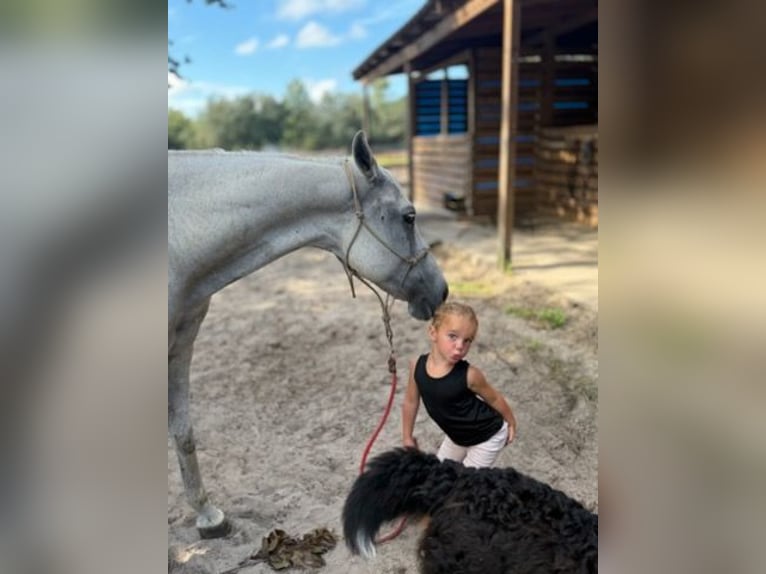 American Quarter Horse Mare 15 years 15 hh Grey in Bronson