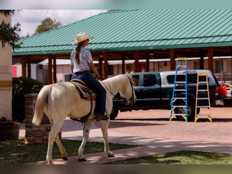 American Quarter Horse Mare 15 years 15 hh Grey in Cottonwood AZ