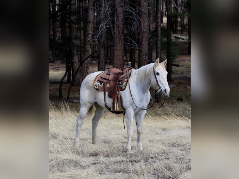 American Quarter Horse Mare 15 years 15 hh Grey in Cottonwood AZ