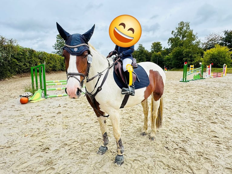 American Quarter Horse Mix Mare 15 years 15 hh Pinto in Windeck