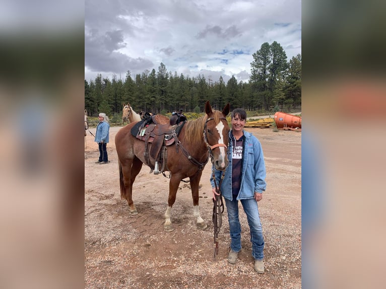 American Quarter Horse Mare 15 years 15 hh Roan-Red in Valley Springs