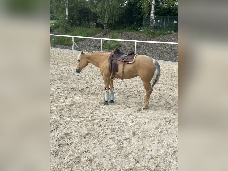 American Quarter Horse Mare 15 years 15,1 hh Palomino in Waldbronn