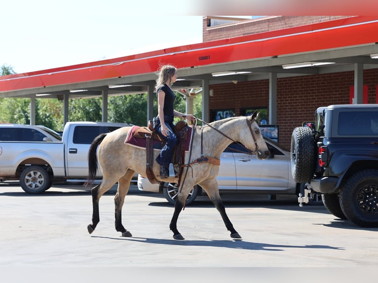 American Quarter Horse Mare 15 years Buckskin in Stillwater