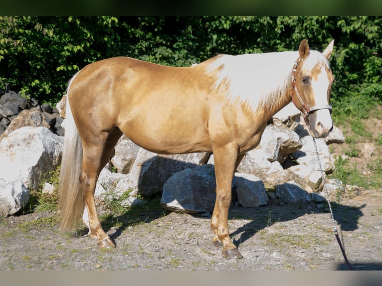 American Quarter Horse Mare 15 years Palomino in Niedersayn