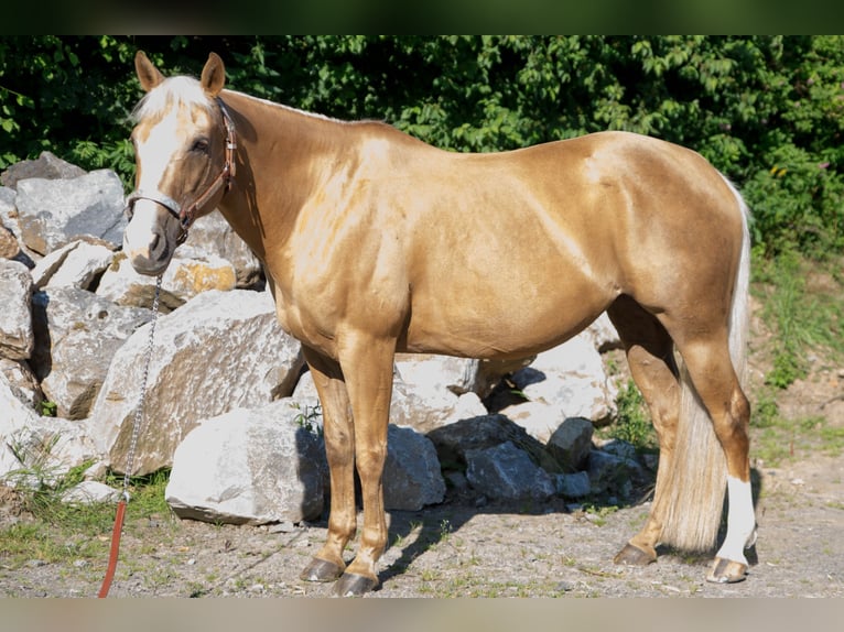 American Quarter Horse Mare 15 years Palomino in Niedersayn