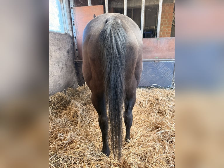 American Quarter Horse Mare 16 years 14.1 hh Black in Gangelt