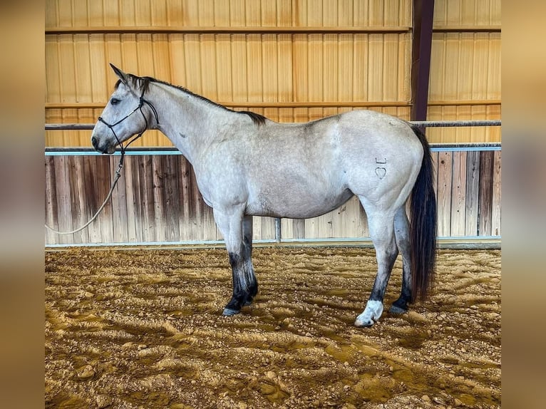 American Quarter Horse Mare 16 years 14,1 hh Buckskin in Mitchell South Datoka