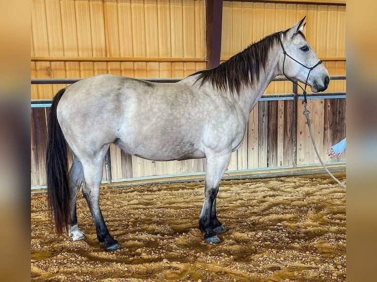 American Quarter Horse Mare 16 years 14,1 hh Buckskin in Mitchell South Datoka