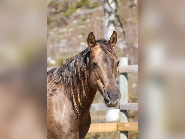 American Quarter Horse Mare 16 years 14.1 hh Palomino in Tavelsjö