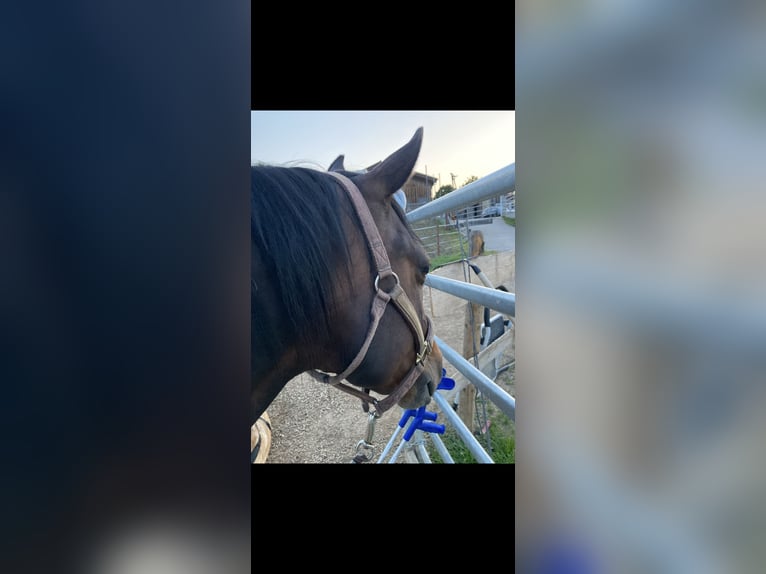 American Quarter Horse Mare 16 years 14.2 hh Bay-Dark in Schwäbisch Hall