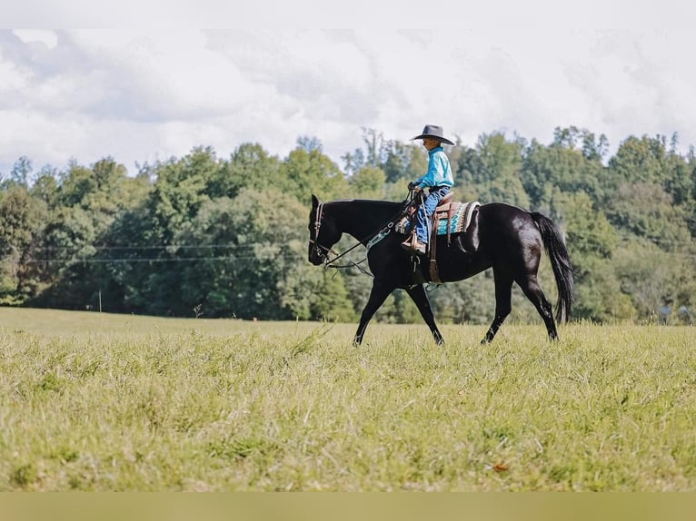 American Quarter Horse Mare 16 years 14,2 hh Black in Cookeville, TN