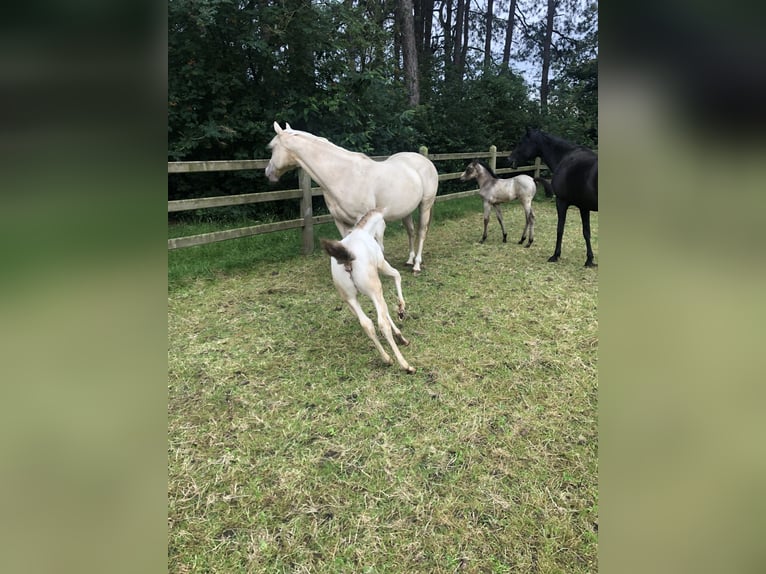 American Quarter Horse Mare 16 years 14,2 hh Champagne in Zandhoven
