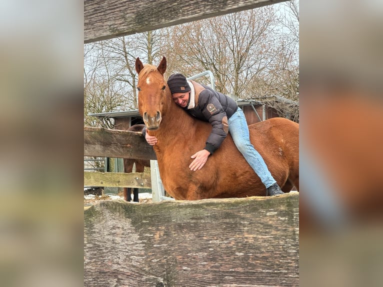 American Quarter Horse Mare 16 years 14.2 hh Palomino in Driedorf