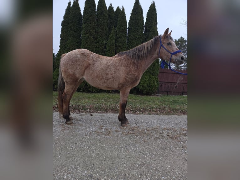 American Quarter Horse Mare 16 years 14.2 hh Roan-Red in Walbridge, Ohio