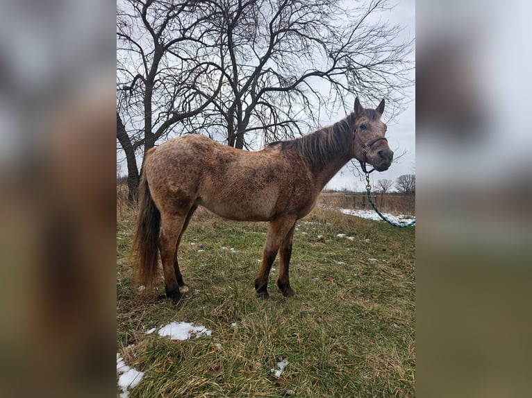 American Quarter Horse Mare 16 years 14.2 hh Roan-Red in Walbridge, Ohio