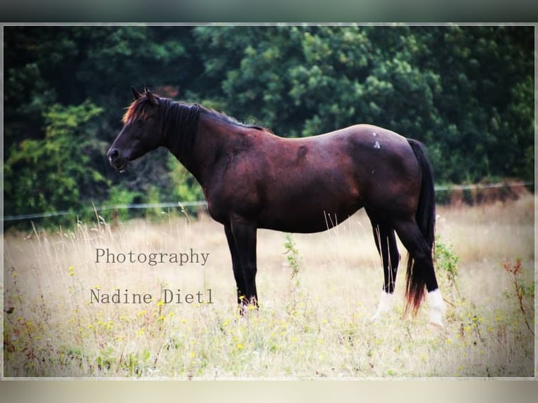 American Quarter Horse Mare 16 years 14,2 hh Smoky-Black in Mellingen