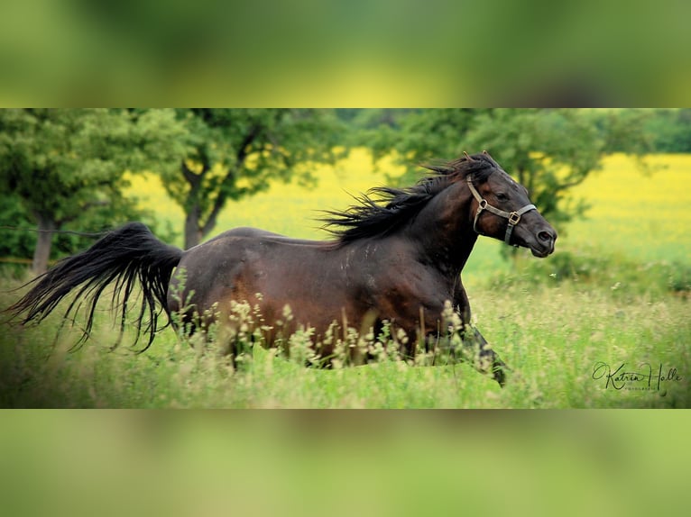 American Quarter Horse Mare 16 years 14,2 hh Smoky-Black in Mellingen