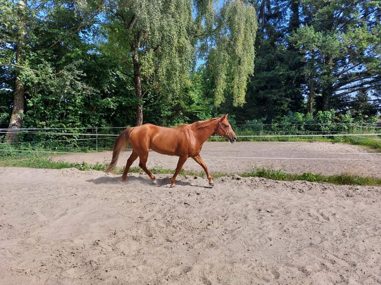 American Quarter Horse Mare 16 years 14.3 hh Chestnut-Red in Neuwied